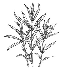 Fototapeta premium Sprigs of tarragon with leaves, black and white sketch. Vector illustration. Graceful twigs, spicy herbs, isolated on a white background