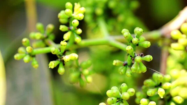Slow Motion Macro Shot of Java Plum flowers blossoming on a branch showing the early stages of growth in an outdoor, natural setting at 180 fps High quality footage