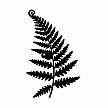 Minimalist Black Silhouette of a Single Fern Frond with Unfurling Fiddlehead Tip, Elegant Nature Vector Illustration for Botanical Design and Organic Concepts, Isolated on White Background.
