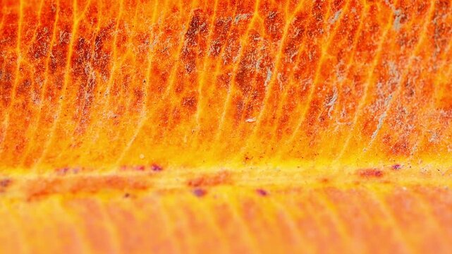 Slow Motion Macro Shot of Autumn leaf texture revealing intricate venation and vibrant orange pigmentation in sunlight at 180 fps High quality footage