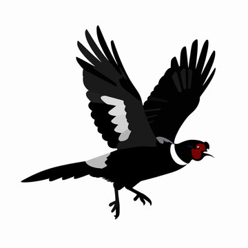 Minimalist Black Silhouette of a Single Male Common Pheasant Flying with Spread Wings, Elegant Bird Vector Illustration for Hunting and Nature Concepts, Isolated on White Background