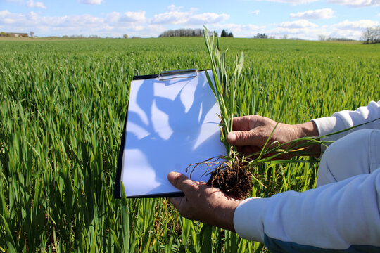 Main technicien agricole tenant un jeune plant de bl&eacute; et bloc note blanc vide dans un champ agricole