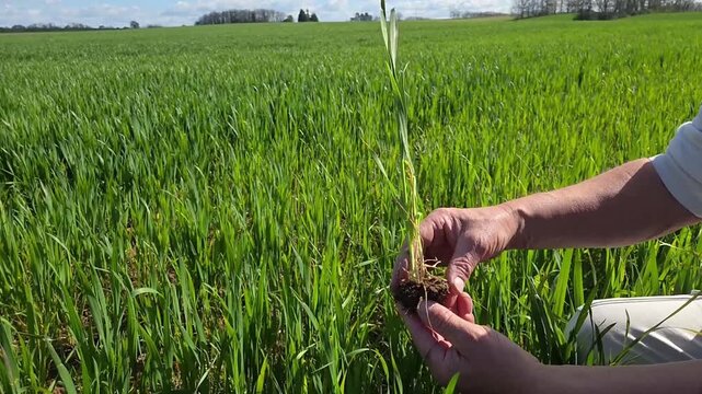 Main agriculteur ou technicien agricole tenant un jeune plant de bl&eacute; dans un champ agricole