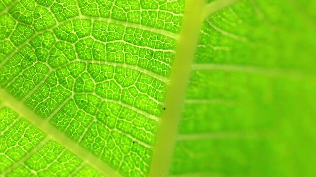 Slow Motion Macro Shot of Green leaf revealing intricate vein patterns and natural textures during a bright spring day at 180 fps High quality footage