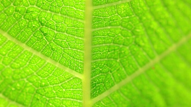 Slow Motion Macro Shot of Green leaf surface displaying intricate vein patterns and cellular structure in vibrant daylight at 180 fps High quality footage