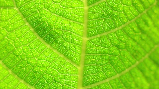 Slow Motion Macro Shot of Green leaf surface displaying intricate venation and cellular structures in vibrant, natural light, showcasing plant biology at 180 fps High quality footage