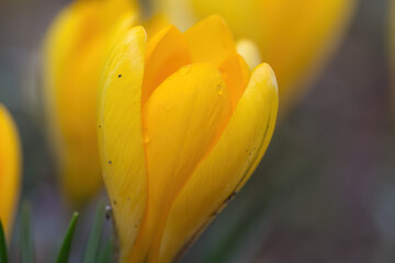 Naklejka premium close up crocus with raindrops, yellow crocuses slightly open, their petals fluttering gently in the wind, yellow flowers, green stems of the crocuses, early bloomers, harbingers of spring