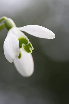 Close-up of a snowdrop vertically, close up white petals, green-and-white-striped snowdrop petal, graywhite bokeh, soft gray background, white early-blooming flowers, Galanthus vertica
