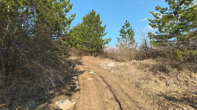 Mountain Trail Through Pine Forest with Undergrowth. Vrmdza, Mount Rtanj area. Balkans, Serbia.