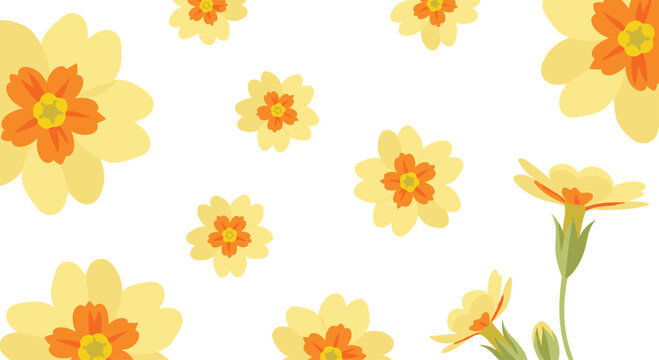 Multiple yellow primrose flowers of various sizes are scattered across a plain white background.