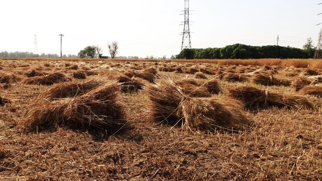 Wrapped bundle of wheat crop ready to harvest in the agriculture field during summer season.