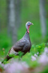 Fototapeta premium Wild turkey in forest clearing with green background brown plumage standing alert among wildflowers and soft bokeh