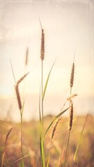 Fototapeta premium Warm-toned grasses on a field against a blurred sunset, evocative of peace and nature