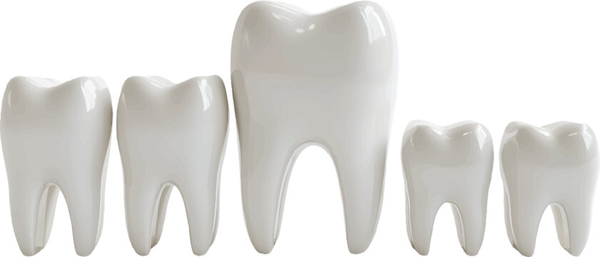 set of white teeth models on an isolated transparent background
