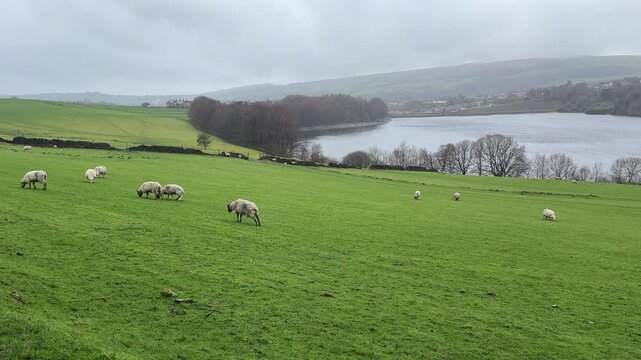 Flock of sheep grazing grass on hillslope above Bottoms reservoir in rain, establishing panning shot.