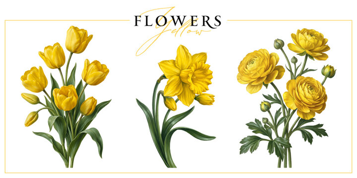 Yellow spring garden flowers isolated on a white background. Vintage painting style illustration.