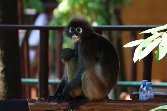 Singe langur obscur (Trachypithecus obscurus) avec son petit