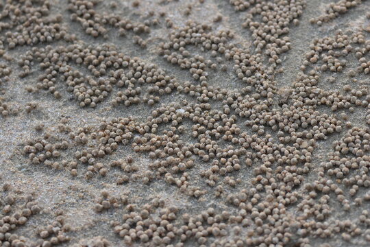 Crabes soldats (Scopimera sp.) cr&eacute;ant des boules de sable sur plage