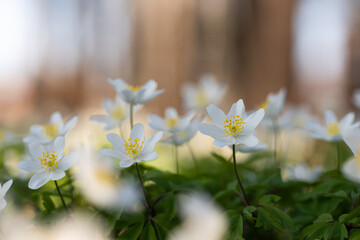 Kwitnące zawilce w lesie – wiosenne dzikie kwiaty w naturalnym świetle © Elżbieta Kaps