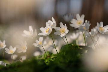 Kwitnące zawilce w lesie – wiosenne dzikie kwiaty w naturalnym świetle © Elżbieta Kaps