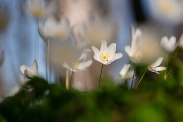 Kwitnące zawilce w lesie – wiosenne dzikie kwiaty w naturalnym świetle © Elżbieta Kaps