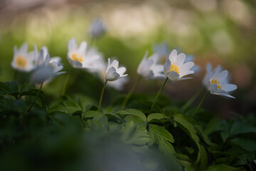 Kwitnące zawilce w lesie – wiosenne dzikie kwiaty w naturalnym świetle © Elżbieta Kaps