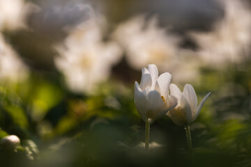 Delikatne zawilce w wiosennym lesie – spokojna scena natury © Elżbieta Kaps