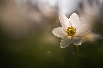 Zawilce w lesie jako naturalne tło – delikatne wiosenne kwiaty © Elżbieta Kaps