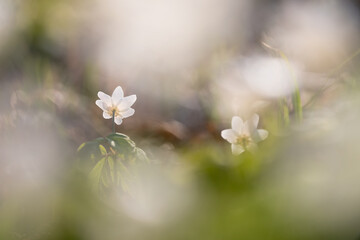 Delikatne zawilce w wiosennym lesie – spokojna scena natury © Elżbieta Kaps