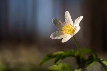 Delikatne zawilce w wiosennym lesie – spokojna scena natury © Elżbieta Kaps