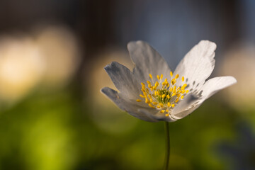 Delikatne zawilce w wiosennym lesie – spokojna scena natury © Elżbieta Kaps