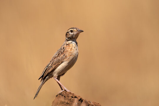 Rufous-naped Lark (Mirafra Africana) Pilanesberg Nature Reserve, South Africa