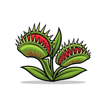Venus flytrap plant with open and closed carnivorous leaves illustration