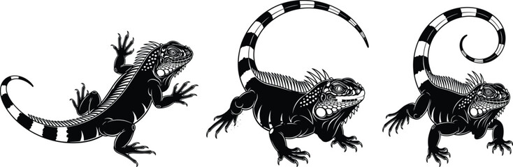 Obraz premium Black and white iguana vector illustration set showing three reptile poses detailed scales striped tail wildlife tattoo design isolated
