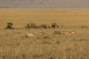 Fototapeta premium Group of lionesses walking through the dry grassland during a safari in Maasai Mara National Reserve Kenya