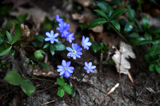 In spring, the Hepatica nobilis blooms in nature.
