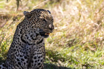 Obraz premium African leopard Panthera pardus sitting in the grass with mouth open in Maasai Mara National Reserve Kenya
