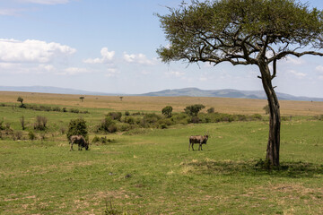 Naklejka premium Common elands grazing near a lone tree in the vast landscape of Maasai Mara National Reserve Kenya