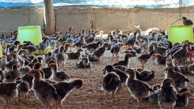 Numerous chickens walk across the ground inside a farm building, moving between feeding areas and equipment. Livestock farming.