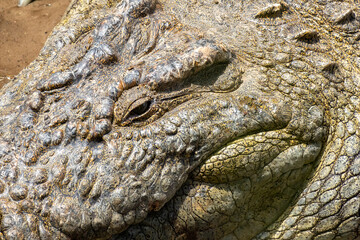 Obraz premium Extreme close up of the eye and textured scaly skin of a Nile crocodile in Maasai Mara National Reserve Kenya