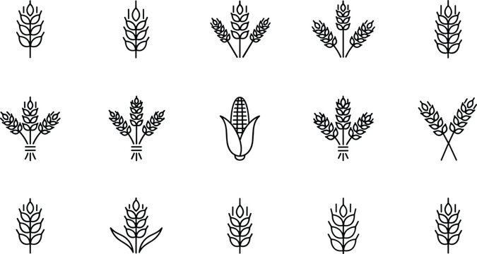 Wheat and grain line icons set featuring barley corn cereal agriculture harvest symbols for farming food production organic design vector collection