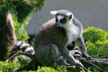  Katta (Lemur catta) Lemuren  © Aggi Schmid