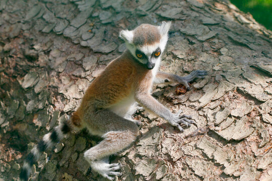  Katta (Lemur catta) Jungtier