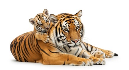 Obraz premium Close Up of Bengal Tiger Family Isolated on White