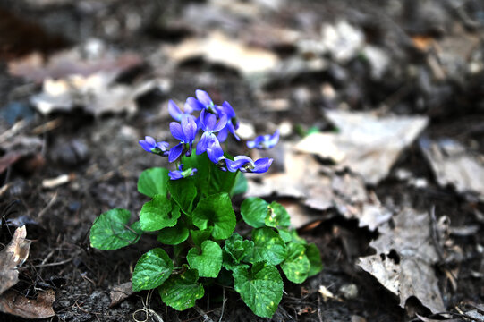 Wild violets bloom in a spring forest meadow.