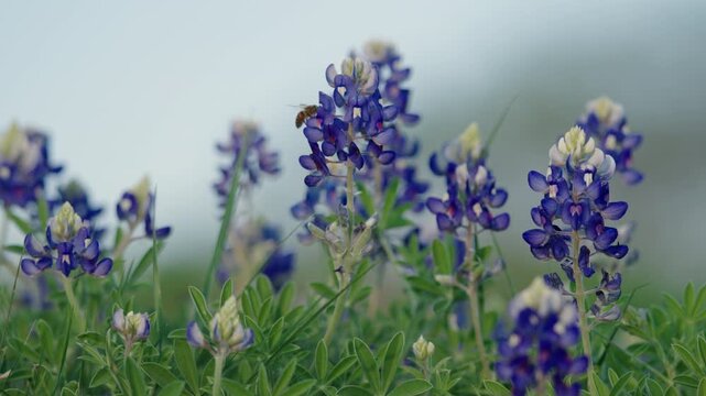 Bee Pollinating Texas Bluebonnet Flower
