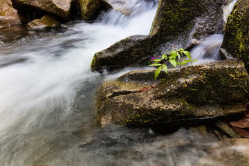 Górski strumień w wiosennym lesie pośród kamiennych głazów © kubikactive