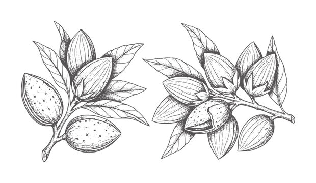 Two black and white of almond branches with leaves and nuts leaf botanical