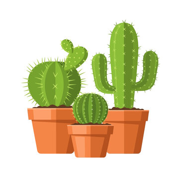 A collection of various green potted cacti displayed on a plain white background, perfect for indoor decor