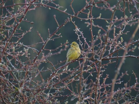 Yellowhammer (Emberiza citrinella) perched on a thorny branch in early spring